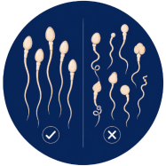 Weak-Sperm-Quality.png
